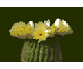 Cactus-flower 02
