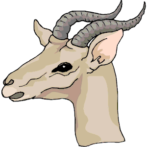 Antelope 20