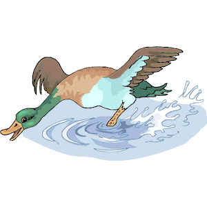 Duck 46
