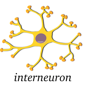 neuron-interneuron