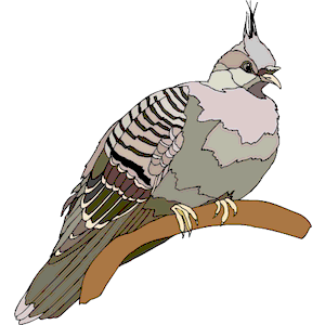 Pigeon 19