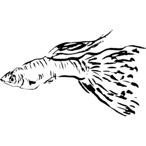 Fish 004