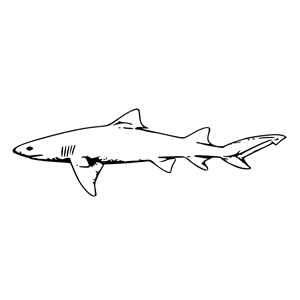 lemon shark