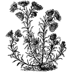 Helichrysum Lentii