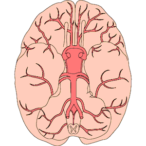 Brain - Inferior View 2