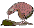 Kiwi Bird 6