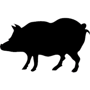 Pig 004