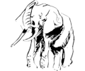 Elephant 002