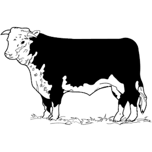 Cow - Hereford