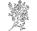 olive branch
