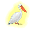 Pelican 13