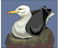 Seagull 14