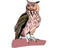 Owl 36