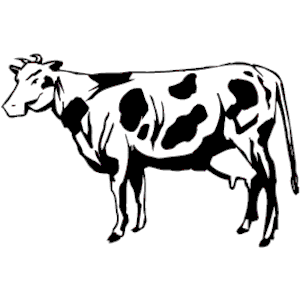 Cow 18