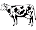 Cow 18