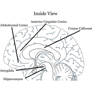 Brain Inside View