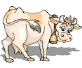 Cow 31