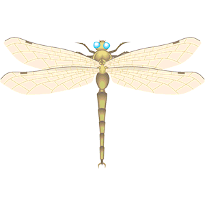 Dragonfly 004
