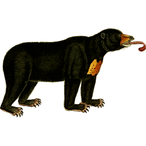 Bear 2 (isolated)