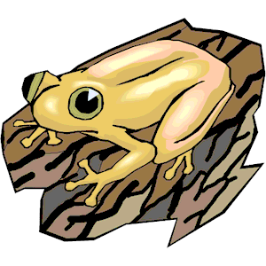 Frog 08