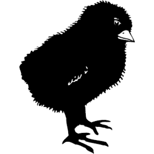 Chick 05