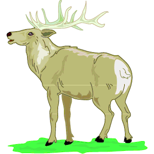 Elk 3