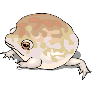 Australian Burrowing Frog