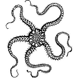 Serpent starfish