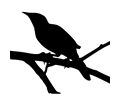 Mockingbird in Silhouette