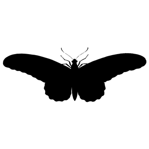 Vintage Butterfly Illustration Silhouette