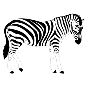 Realistic Zebra Illustration