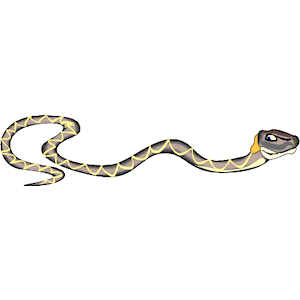 Snake 09