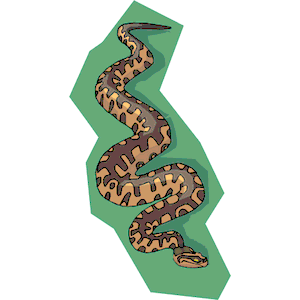 Snake 16