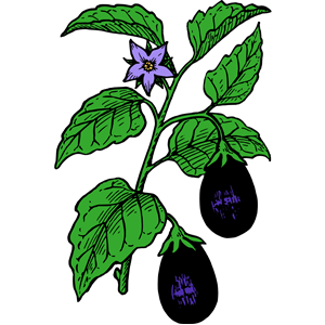 Eggplant-Color
