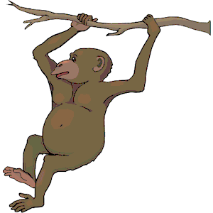 Chimp Swinging
