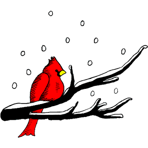 Robin in Snow
