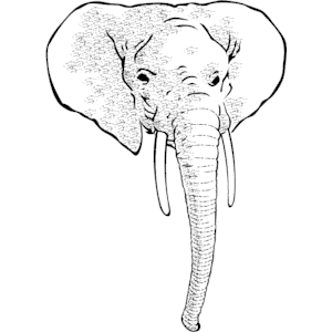 Elephant Head