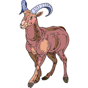 Sheep - Bighorn 7