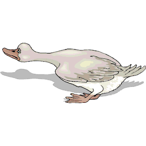 Duck 70