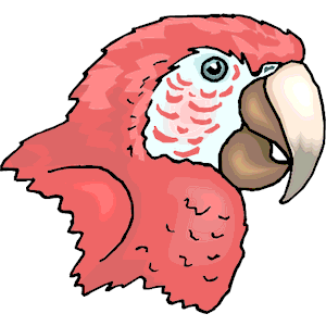 Macaw - Head