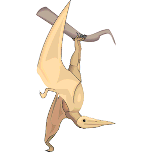 Pterodactylus 1
