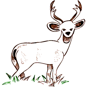Deer 35