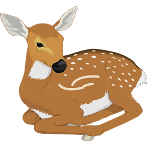 Deer 6
