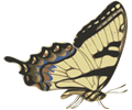 Butterfly (Papilio Turnus) Side View.