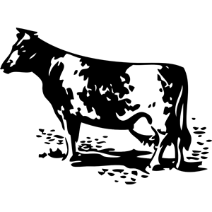 Cow without barn