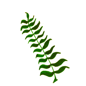 Calligraphic Illustration- Leaf, Twig, Plant- 4