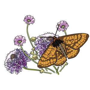Papillon Damier De La Siccuse - Marsh Fritillary Butterfly.