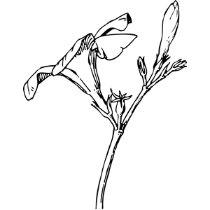 Oleander Flower and Bud
