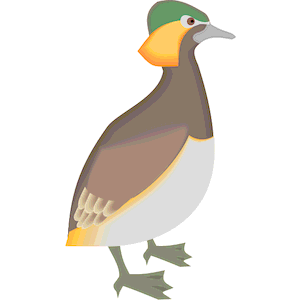 Duck 17