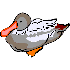 Duck 21